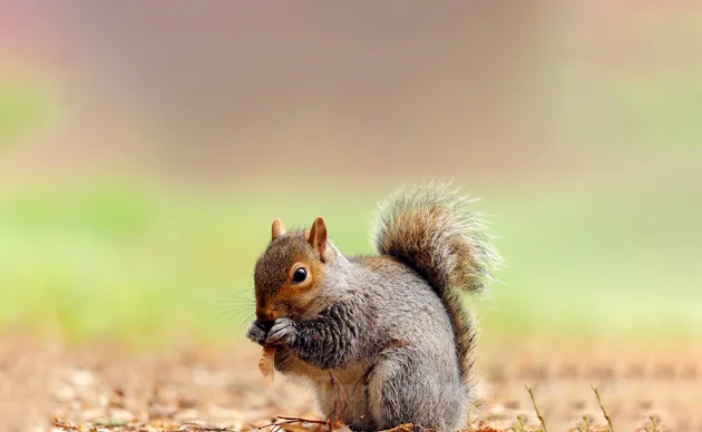 Hình ảnh con sóc