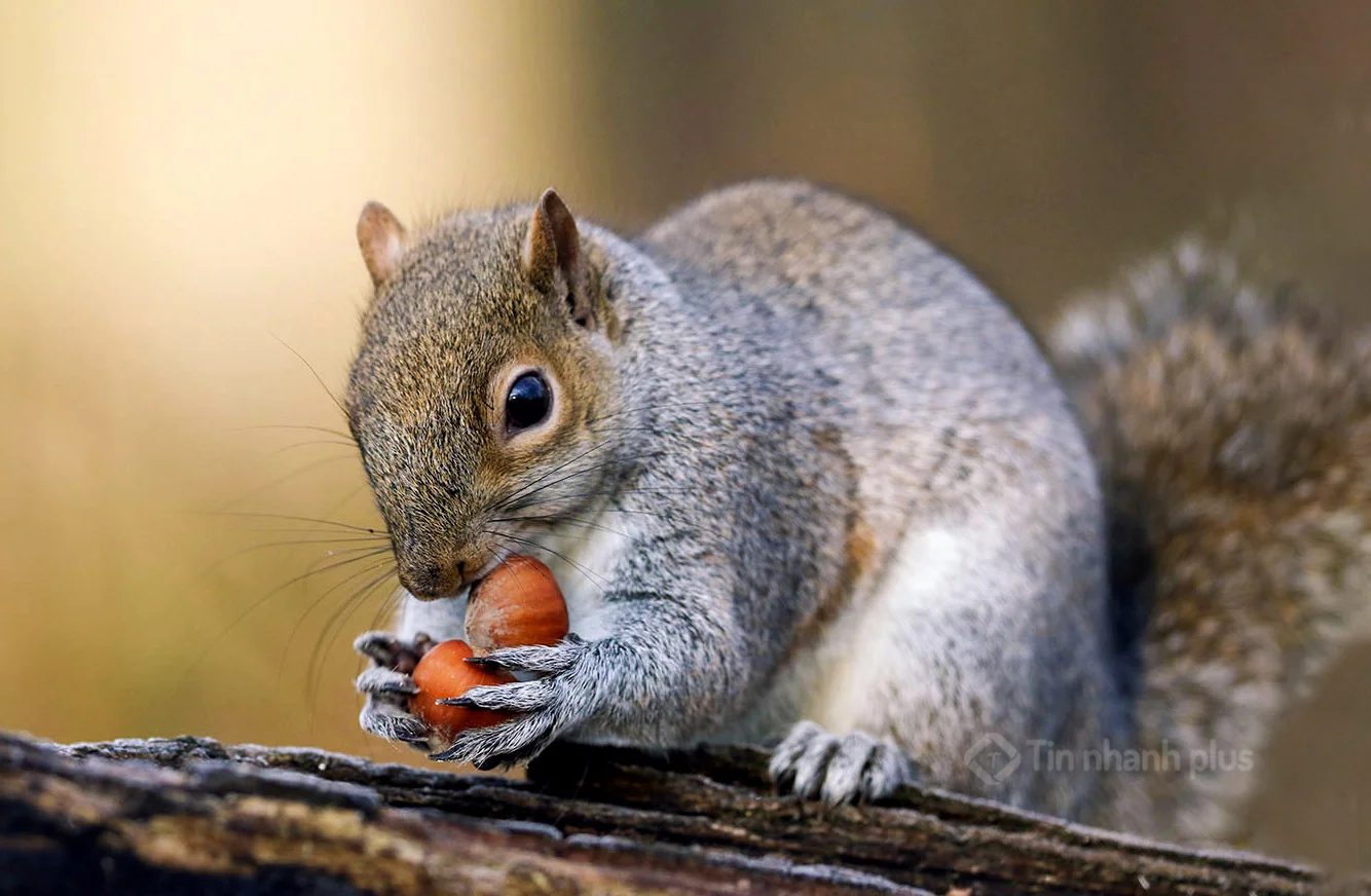 Hình ảnh con sóc