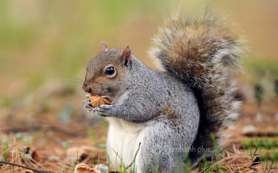 500+ Hình ảnh con sóc, Hình ảnh con sóc hoạt hình