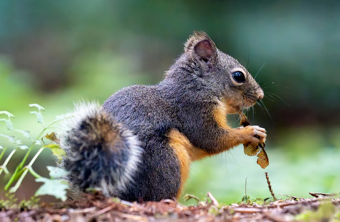 Hình ảnh con sóc