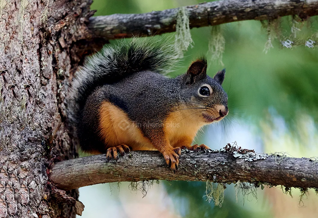 Hình ảnh con sóc