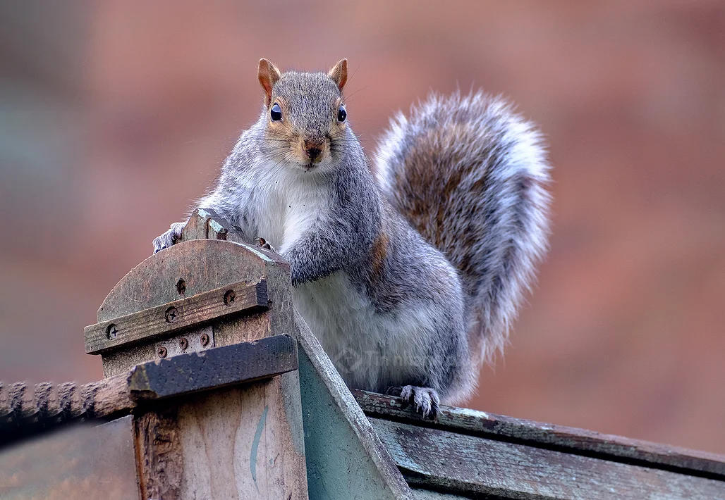 Hình ảnh con sóc