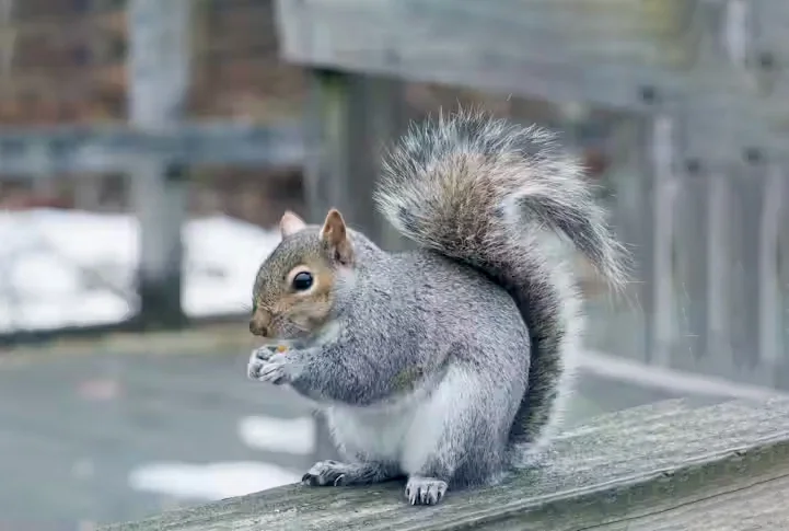 Hình ảnh con sóc