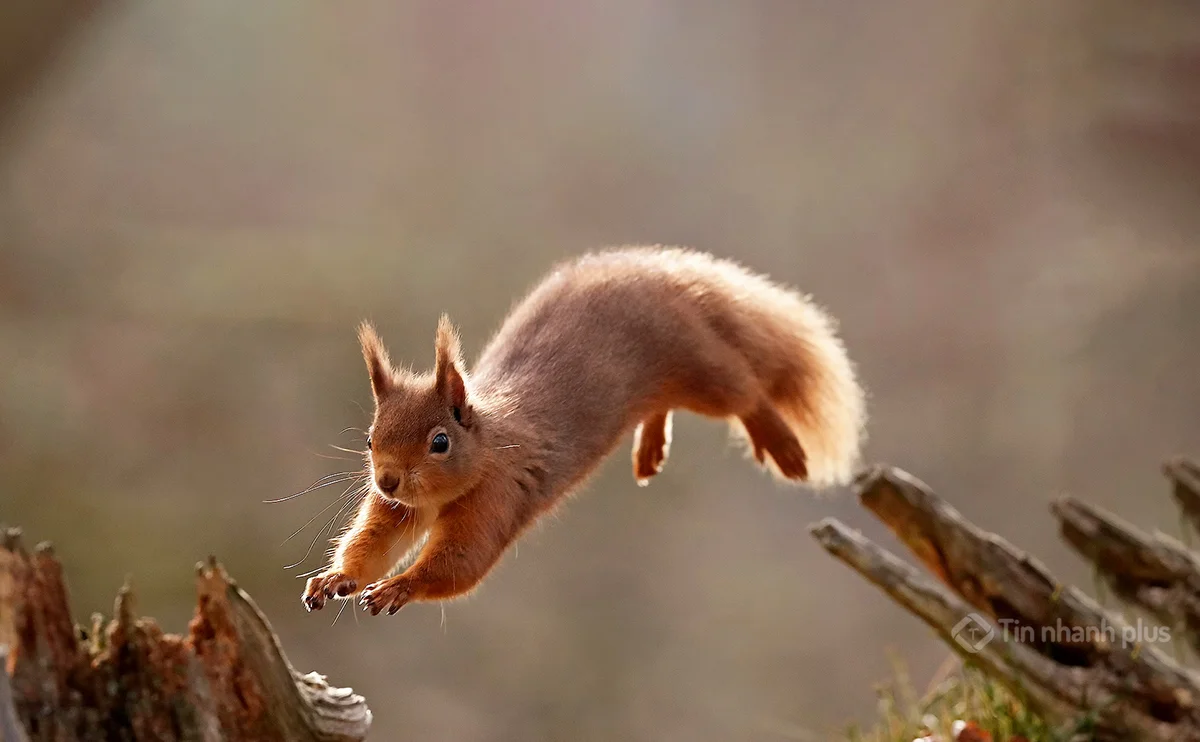 Hình ảnh con sóc