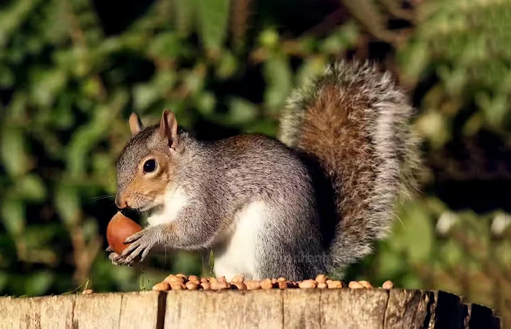 Hình ảnh con sóc