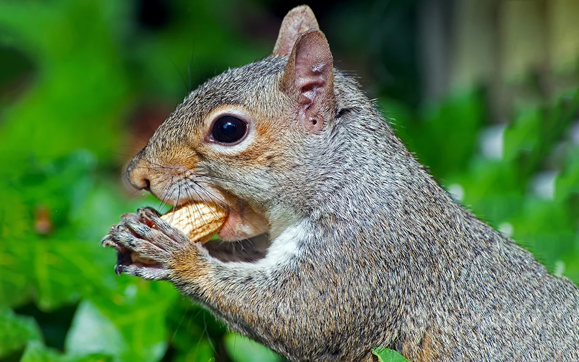 Hình ảnh con sóc