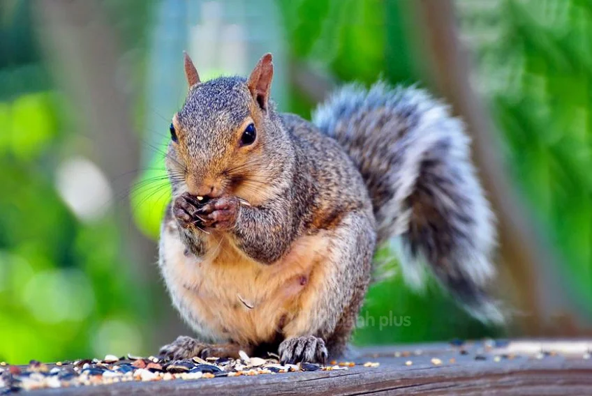 Hình ảnh con sóc