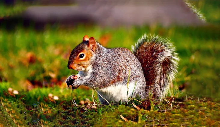 Hình ảnh con sóc