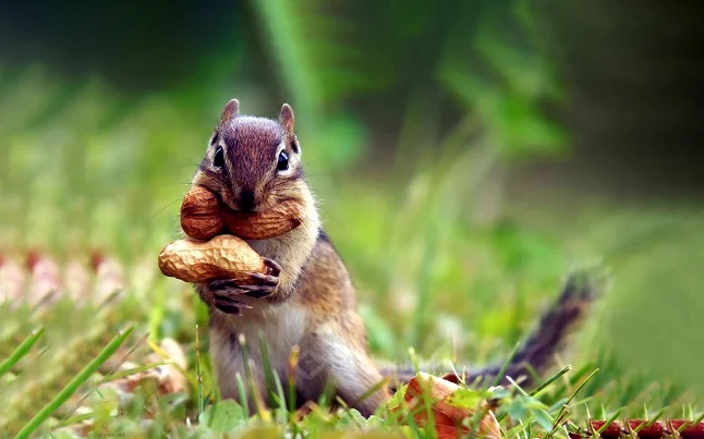 Hình ảnh con sóc