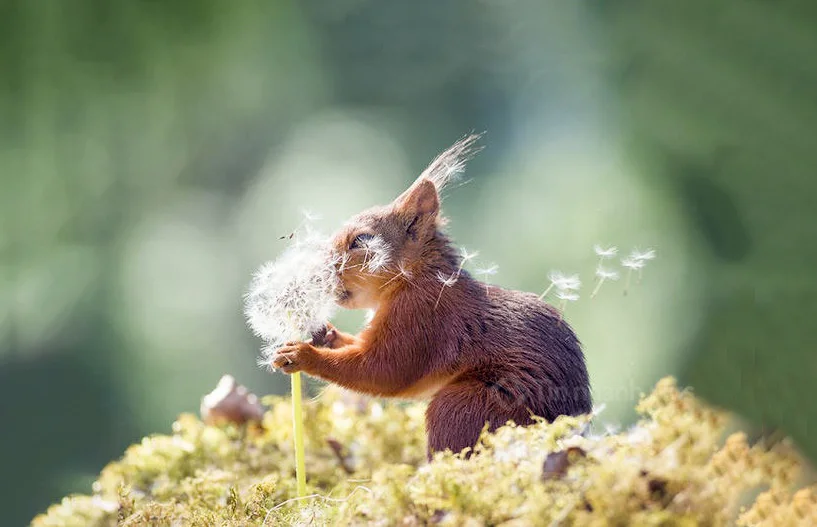 Hình ảnh con sóc