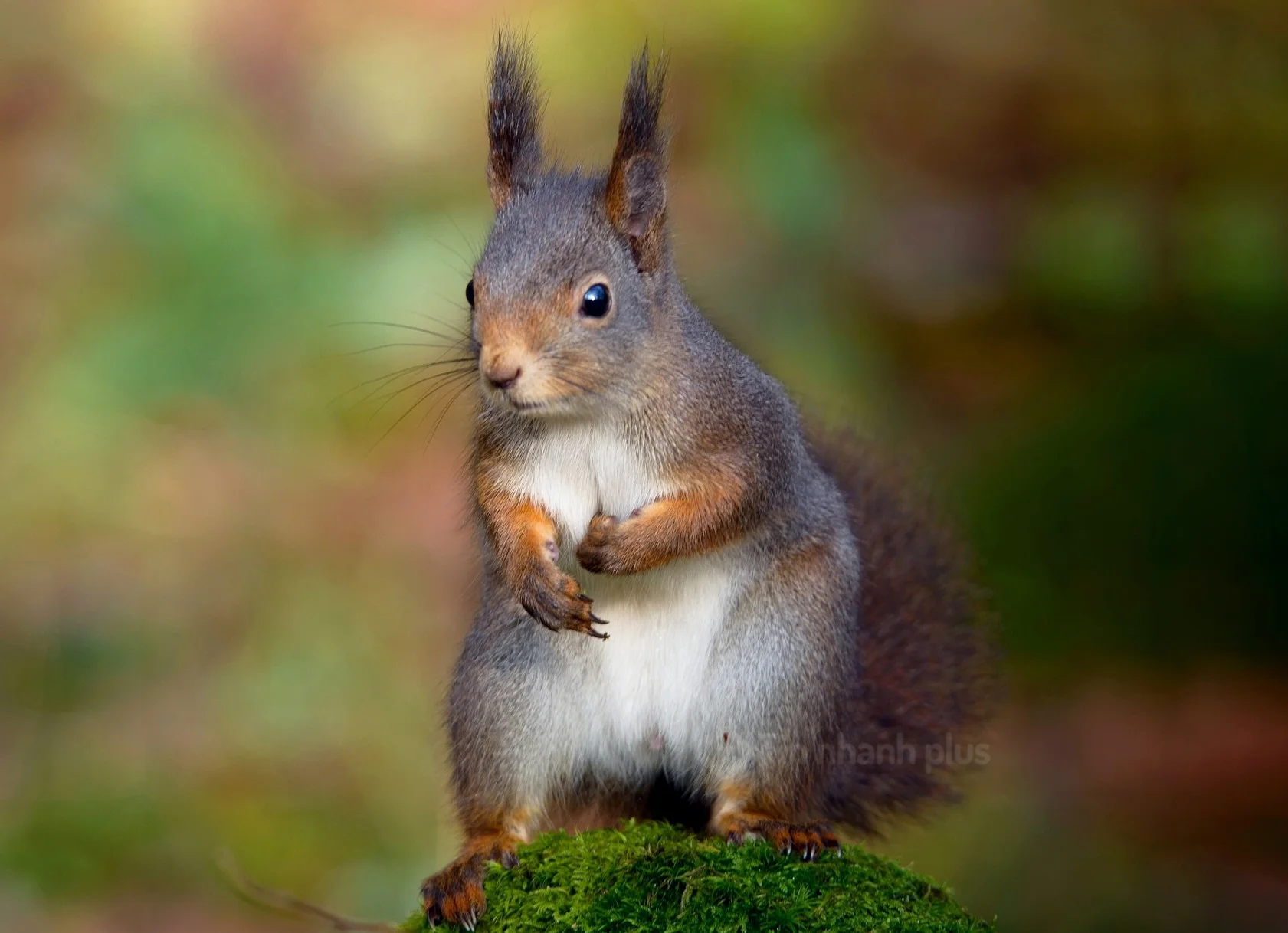 Hình ảnh con sóc