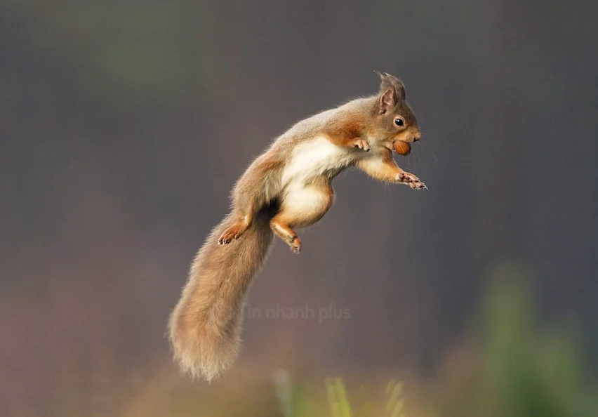 Hình ảnh con sóc