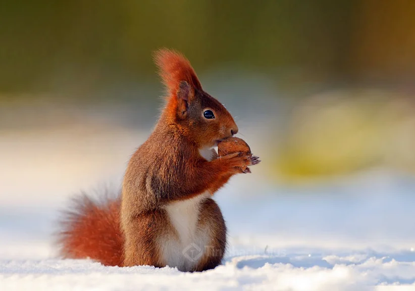 Hình ảnh con sóc