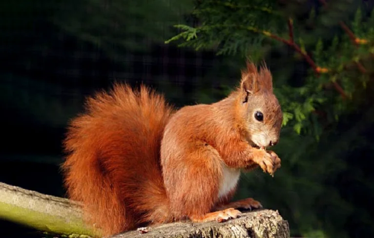 Hình ảnh con sóc