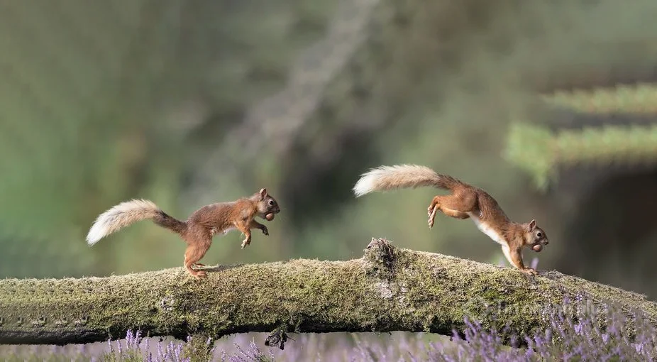 Hình ảnh con sóc