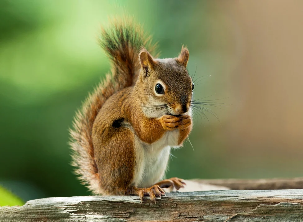 Hình ảnh con sóc