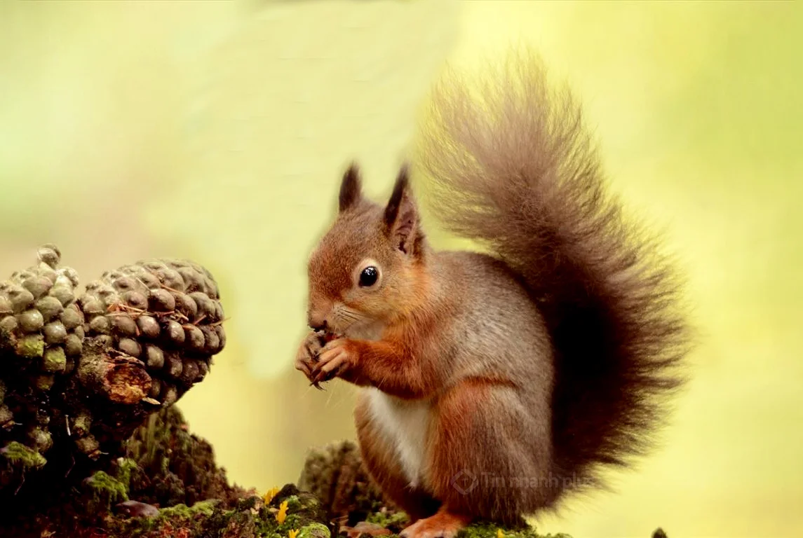 Hình ảnh con sóc