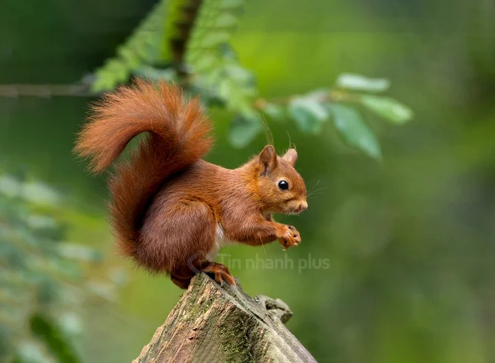 Hình ảnh con sóc