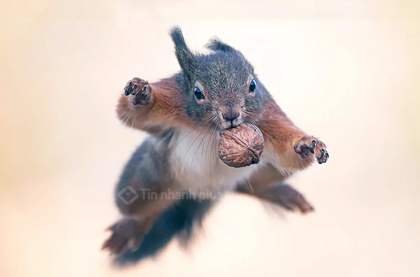 Hình ảnh con sóc