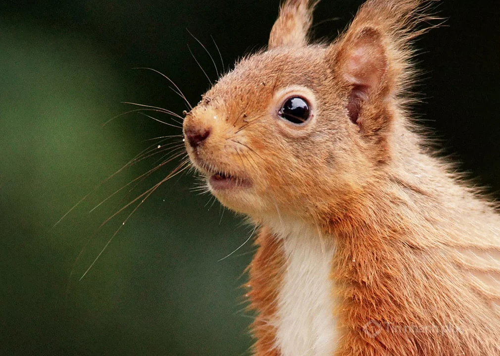 Hình ảnh con sóc