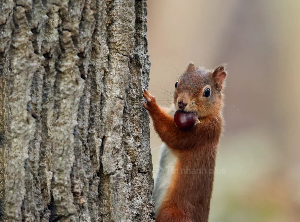 Hình ảnh con sóc