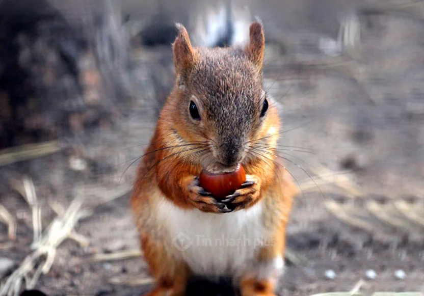 Hình ảnh con sóc