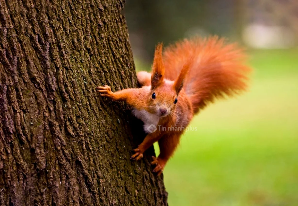 Hình ảnh con sóc
