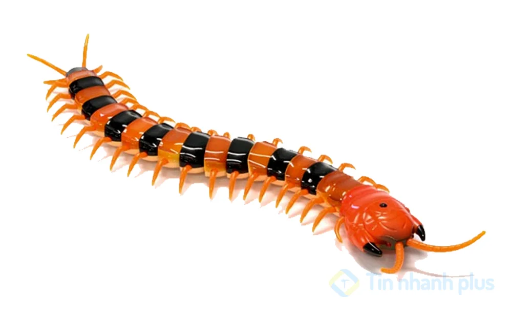 hình ảnh hoạt hình con rết