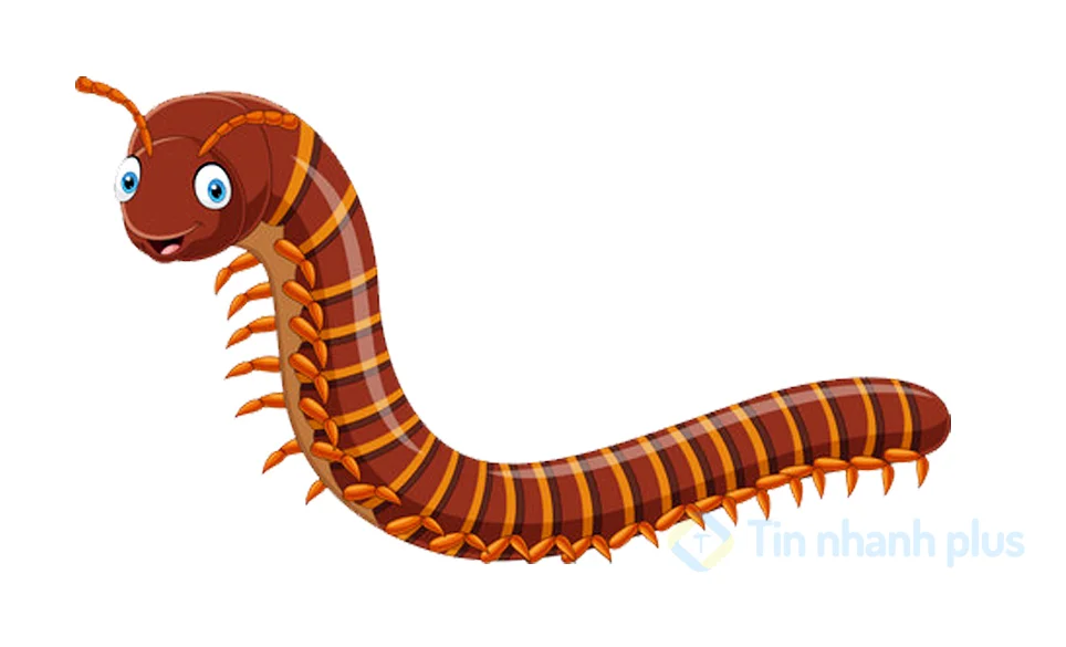hình ảnh hoạt hình con rết