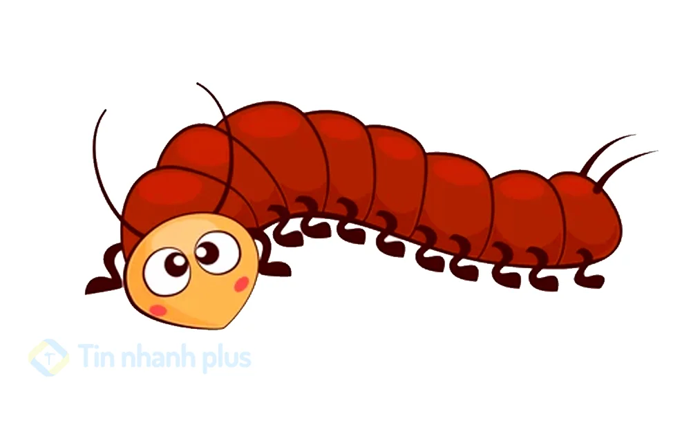 hình ảnh hoạt hình con rết