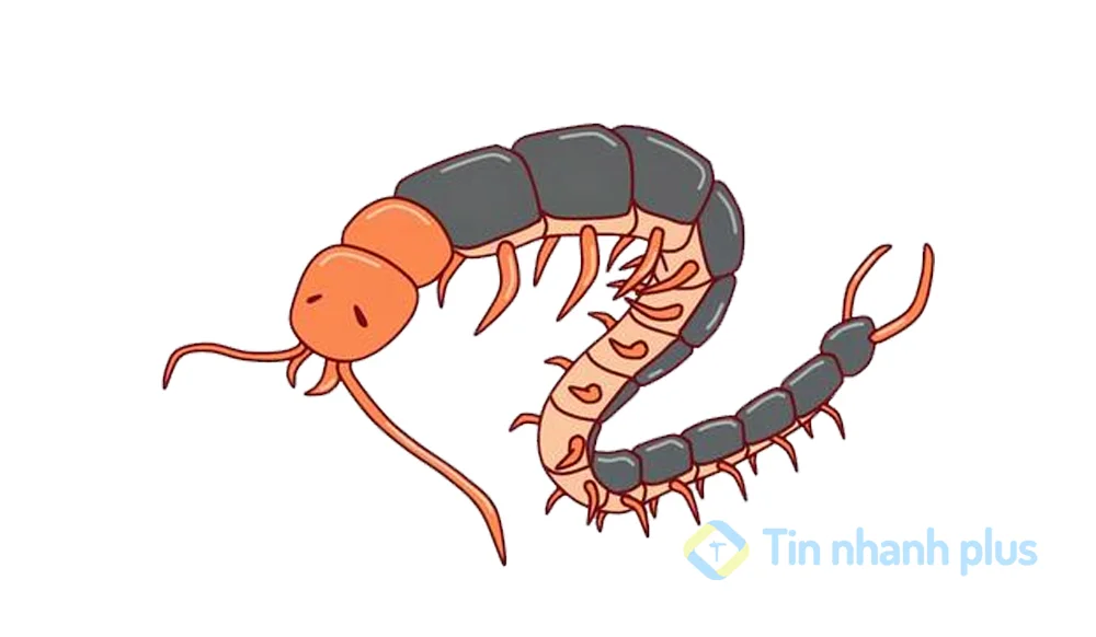 hình ảnh hoạt hình con rết