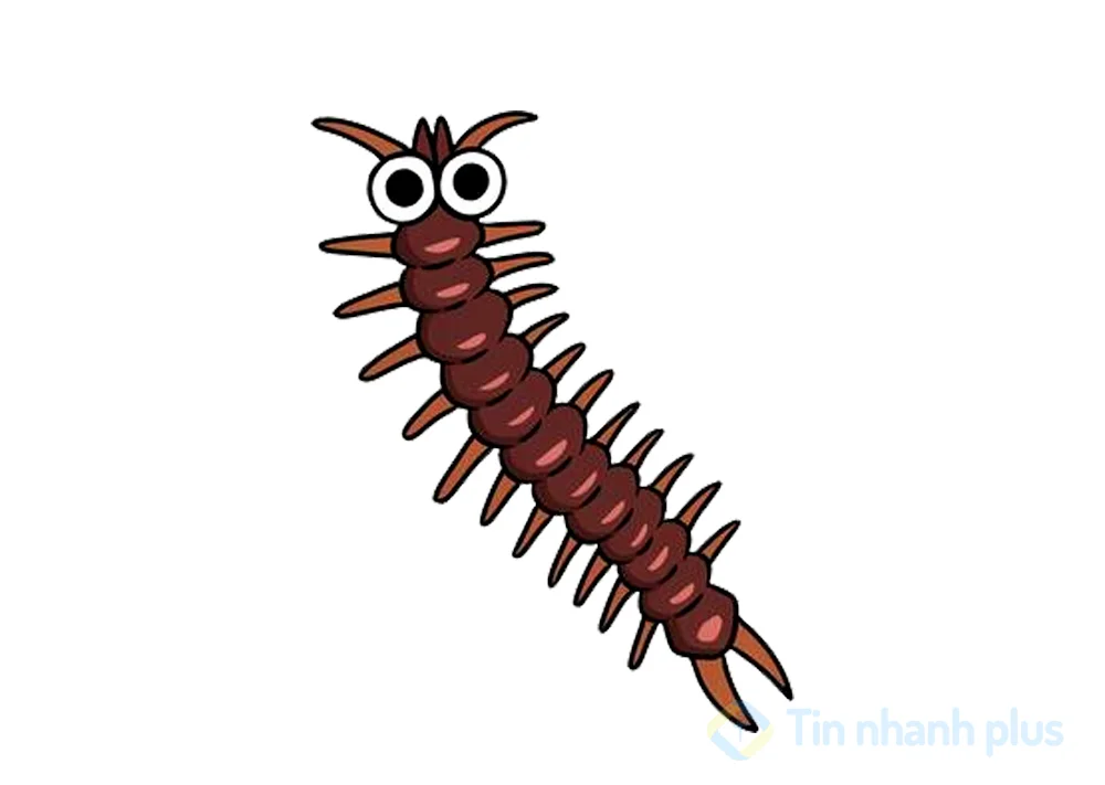 hình ảnh hoạt hình con rết