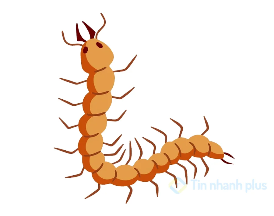 hình ảnh hoạt hình con rết