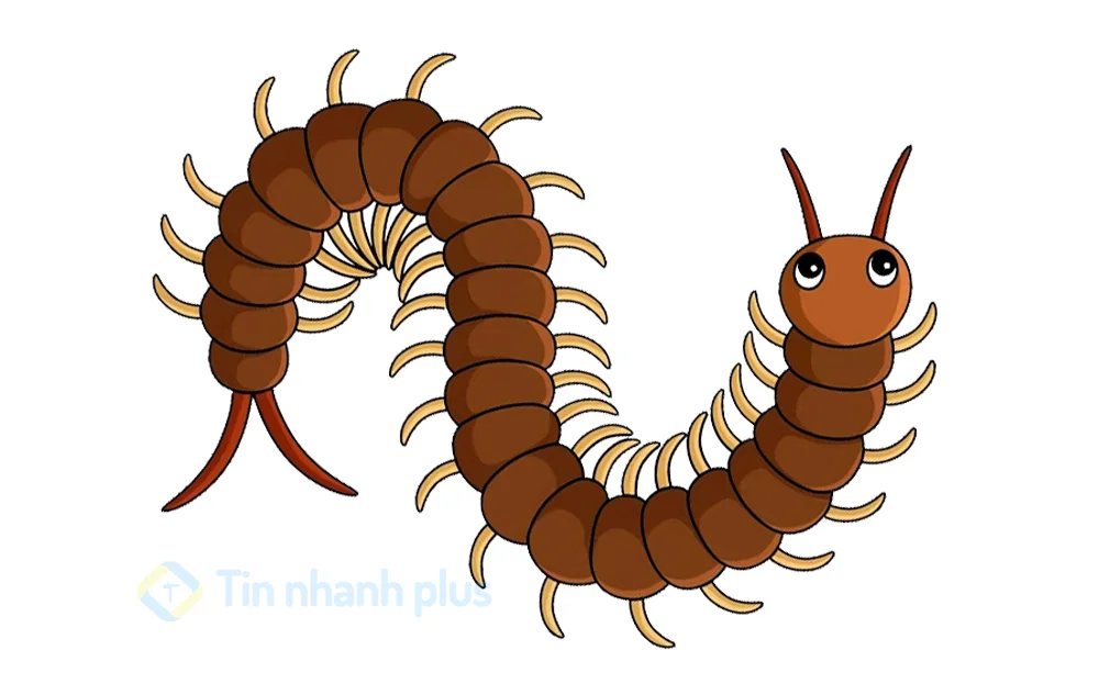 hình ảnh hoạt hình con rết