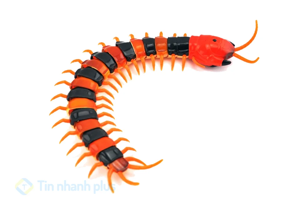 hình ảnh hoạt hình con rết