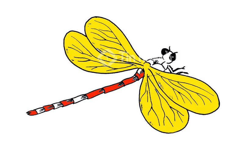 hình vẽ con chuồn chuồn