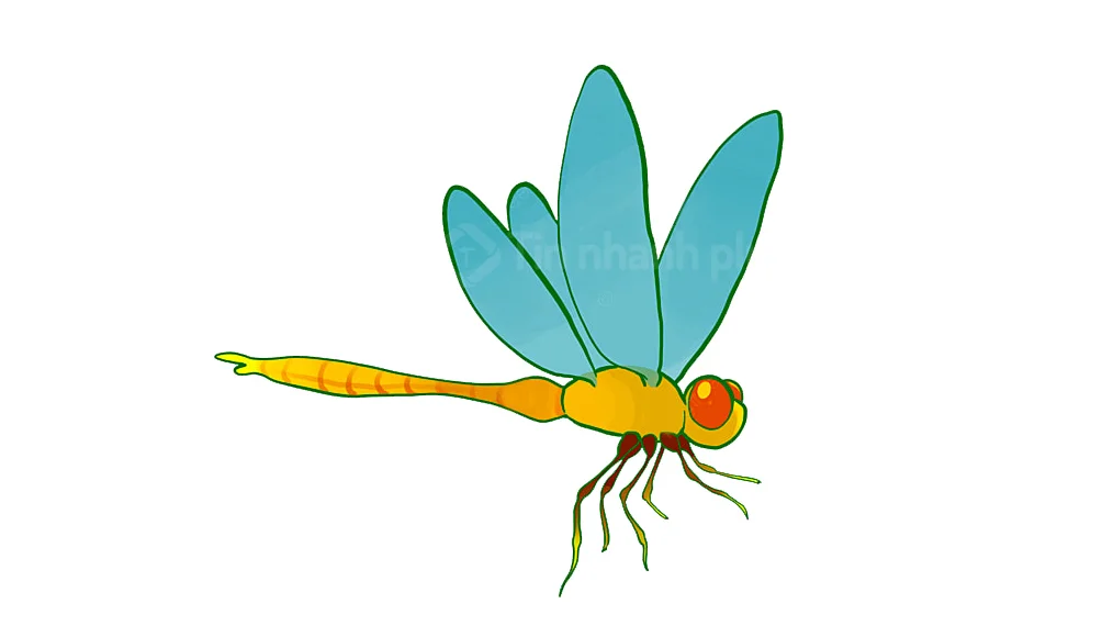 hình vẽ con chuồn chuồn