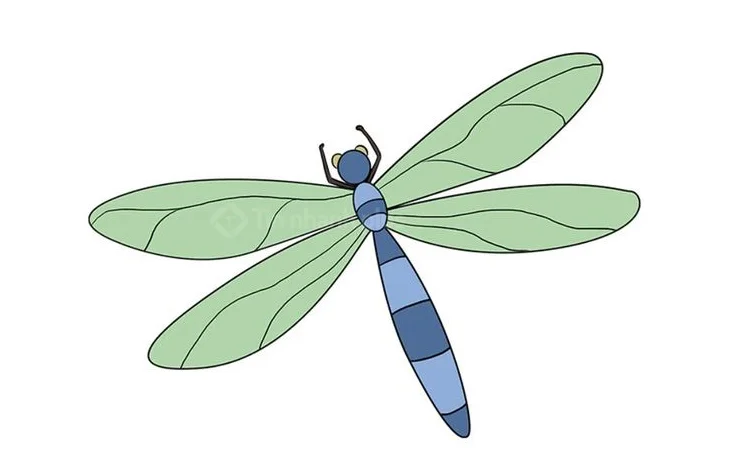 hình vẽ con chuồn chuồn