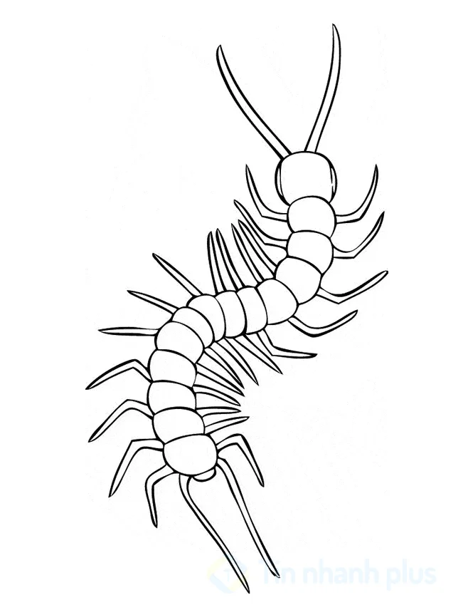 hình vẽ con rết