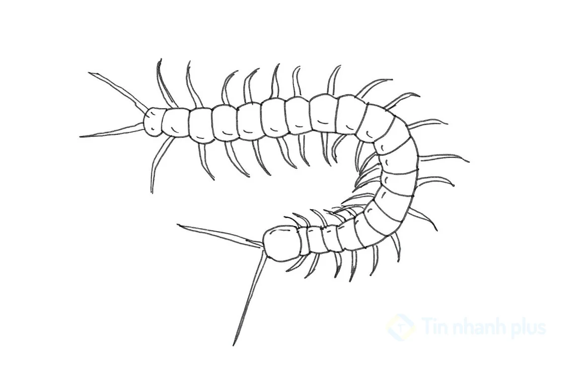 hình vẽ con rết