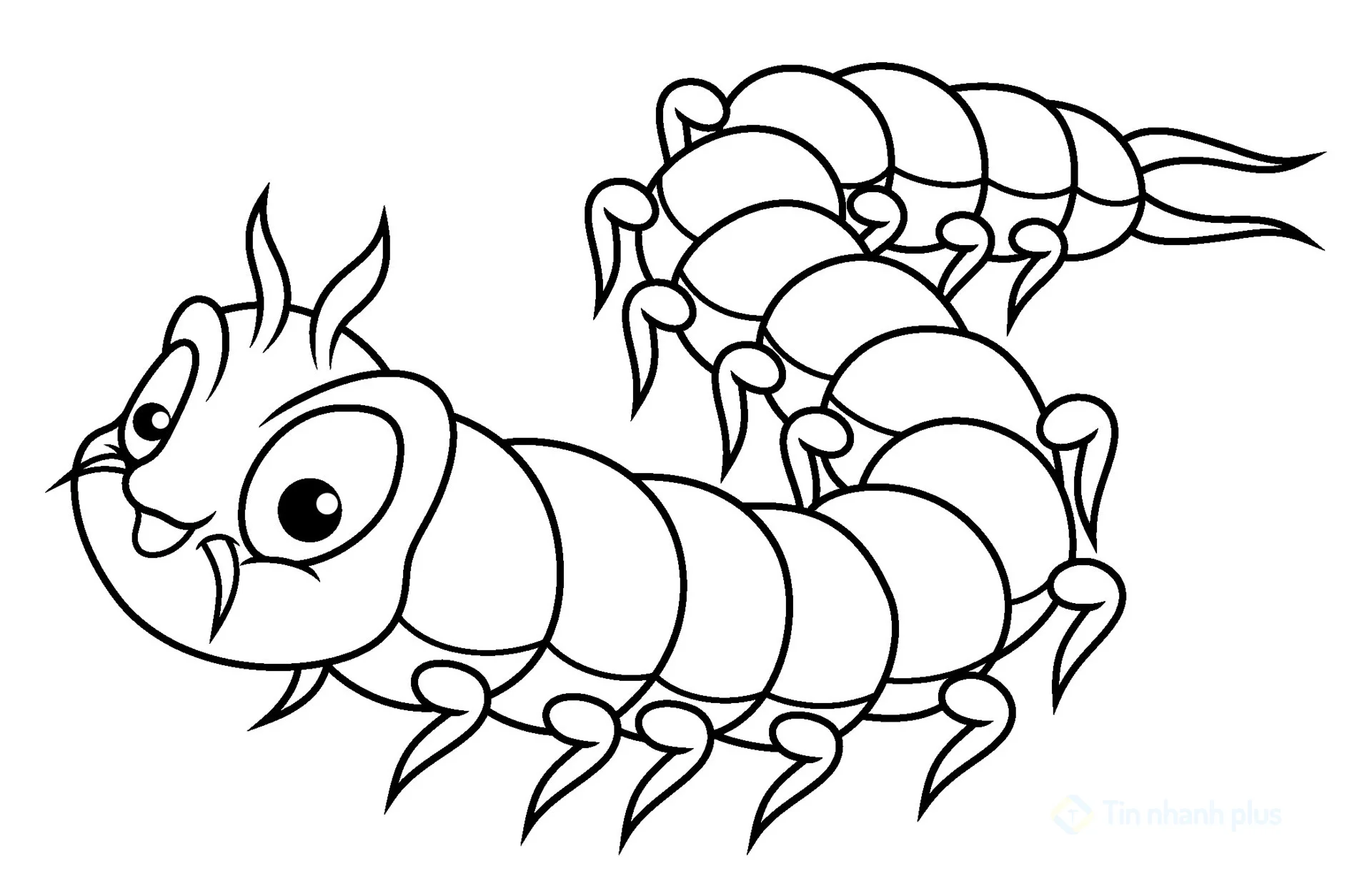 hình vẽ con rết