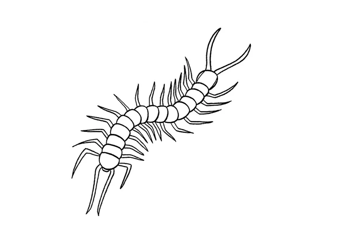 hình vẽ con rết