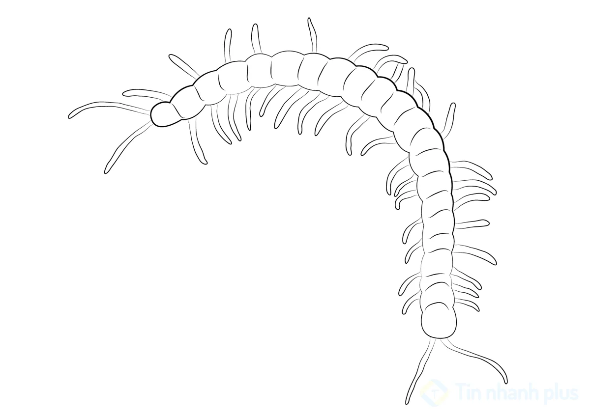 hình vẽ con rết
