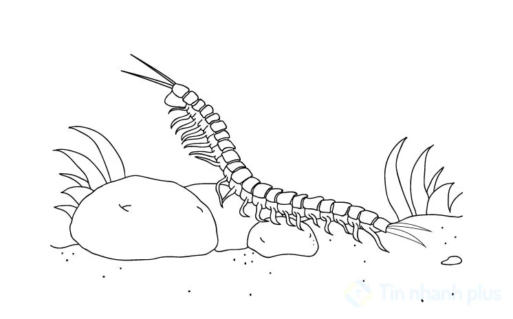 hình vẽ con rết