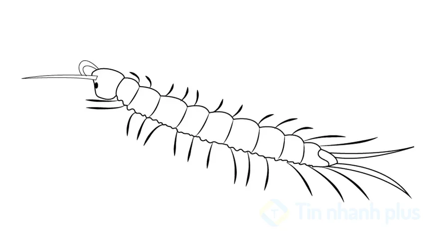 hình vẽ con rết