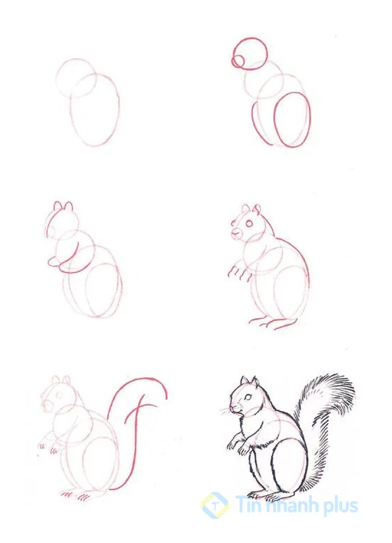 hình vẽ con sóc