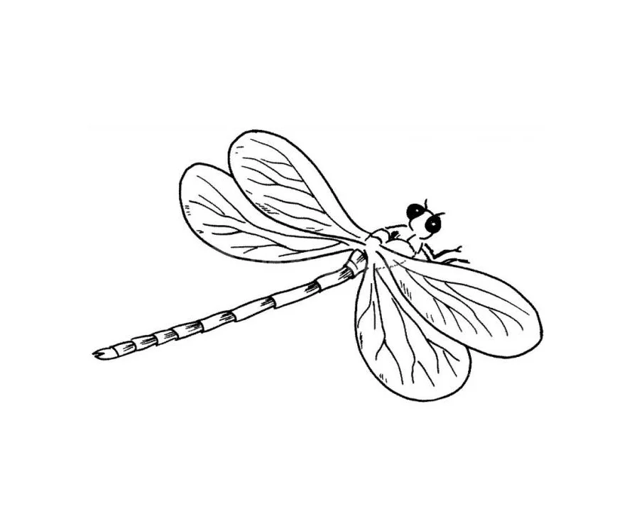 tô màu con chuồn chuồn