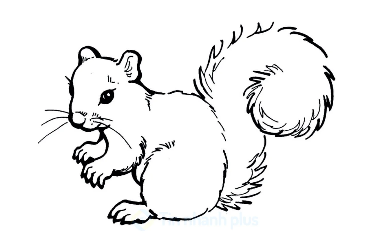 Tranh tô màu con sóc