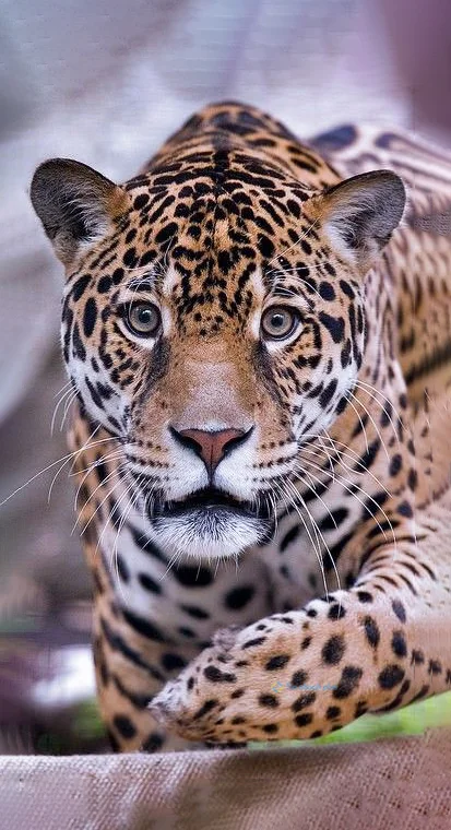 hình nền con báo cho điện thoại