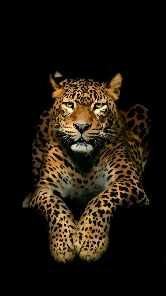 hình nền con báo cho điện thoại